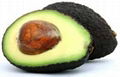 FRESH AVOCADO WUTH BEST PRICE BEST QUALITY 2