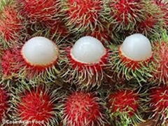 SUPPLY FRESH RAMBUTAN FROM VIETNAM