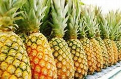 SUPPLY FRESH PINEAPPLE WITH HIGH QUALLITY