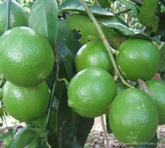 Fresh Lemon Fruit 