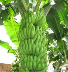 Cavendish Banana 