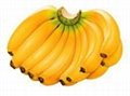 Fresh Bananas 1