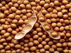 Soya beans