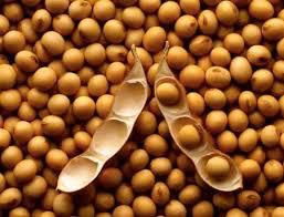 Soya beans 2