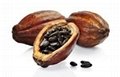 Cacao beans 1