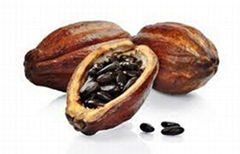 Cacao beans