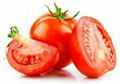 Fresh Tomatoes 1