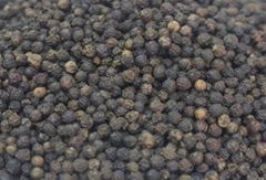 Black Pepper. High Quality. Origin: