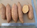 FRESH SWEET POTATO 4