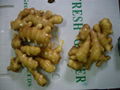 FRESH GINGER 3