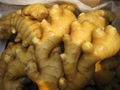 FRESH GINGER 1