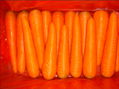 FRESH CARROT 4