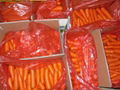 FRESH CARROT 1