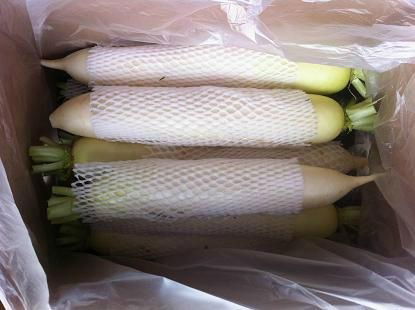 FRESH WHITE RADISH 5