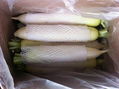 FRESH WHITE RADISH 5