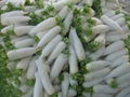 FRESH WHITE RADISH 3