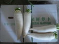 FRESH WHITE RADISH 1