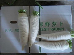 FRESH WHITE RADISH