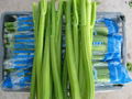 FRESH CELERY 4