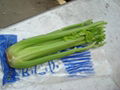 FRESH CELERY 2