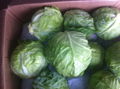 FRESH CABBAGE 5