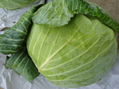 FRESH CABBAGE 4