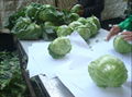 FRESH CABBAGE 2