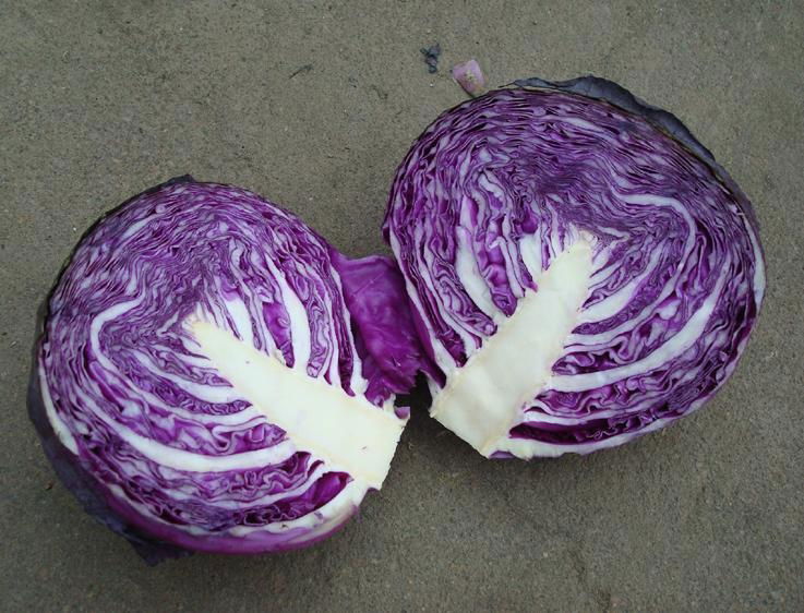 FRESH PURPLE CABBAGE 3