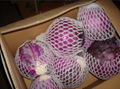 FRESH PURPLE CABBAGE