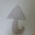 Bentonite Cat Litter 4