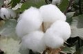 Raw Cotton (yuefungtex at gmail dot com) 2