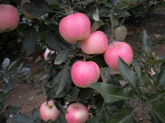 Gala Apple