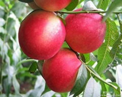 Nectarine