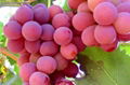 Red Grape