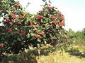 Hawthorn Fruit