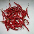 S 17 Teja chilli (Spicy) 2