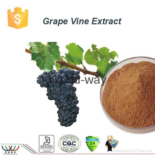 antioxidant trans resveratrol grape extract