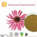 chicoric acid Echinacea purpurea extract