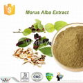 Mulberry Leaf Extract 1