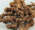 Galangal root