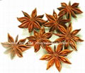 Star aniseed