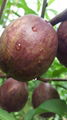 新品種桃樹苗紫桃 2