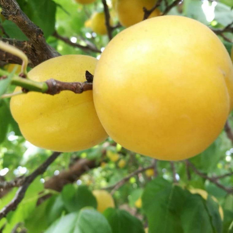 杏樹苗品種香蜜杏苗批發