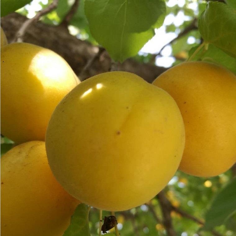 杏树苗品种香蜜杏苗批发 2