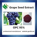 Grape Seed Extract