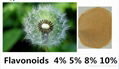 Dandelion Root Extract