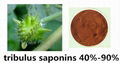 Tribulus Terrestris Extract 1