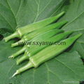 pure natural enhance immunity 10:1 Okra Extract 3