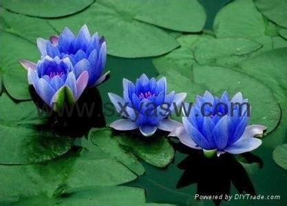 100% pure natural 20:1 100:1 Blue Lotus Extract 2