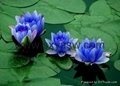 100% pure natural 20:1 100:1 Blue Lotus Extract